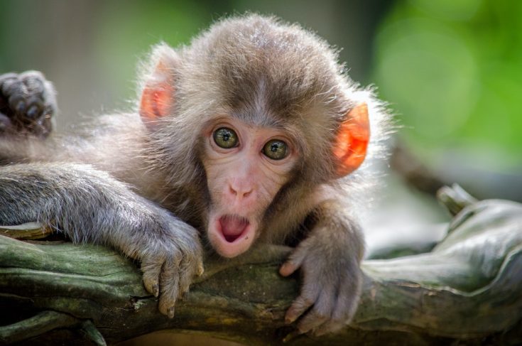 surprised-monkey.jpg